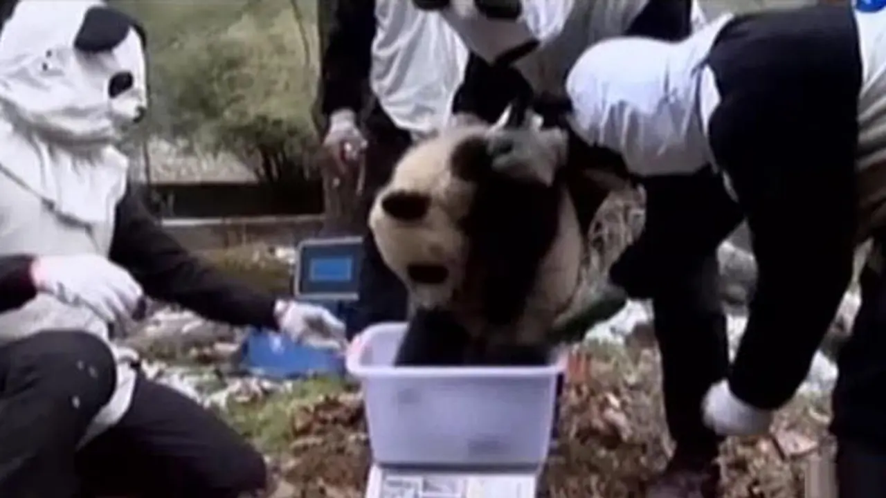 VIDEO: Pelatihan Bertahan Hidup 3 Anak Panda di Tiongkok