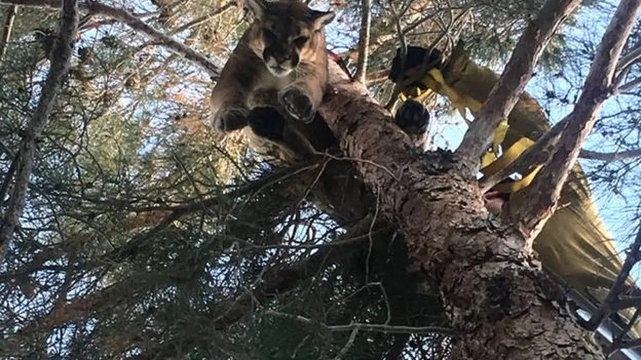 Singa gunung terjebak di pohon. (California Department of Fish and Wildlife)