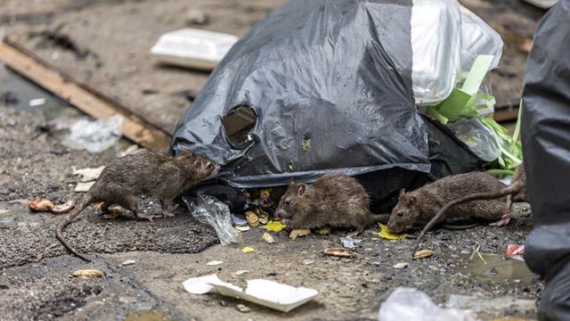 Tikus pembawa Leptospirosis