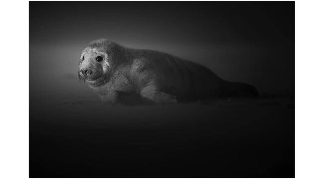 Potret Bayi Anjing Laut Berpose Layaknya Model (sumber: Instagram/@johan_siggesson_photo)