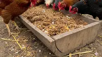 4 Racikan Pakan Ayam Kampung dari Bahan Dapur yang Mudah Ditemukan, Hemat Ramah Lingkungan