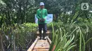 Pekerja membudidayakan bibit pohon mangrove di Taman Wisata Alam Mangrove, Angke Kapuk, Jakarta, Kamis (23/6/2022). Kawasan hijau seluas 99,82 hektare ini dikenal sebagai kawasan konservasi alam mangrove yang dimanfaatkan untuk wisata dan rekreasi alam. (merdeka.com/Arie Basuki)
