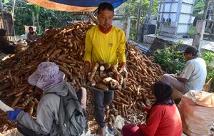 Singkong Bogor Menembus Pasar Dunia
