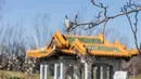 Bunga magnolia terlihat di Beijing Garden di dekat Danau Burley Griffin, Canberra, Australia (7/9/2020). Canberra, ibu kota Australia, memasuki musim semi pada September. (Xinhua/Chu Chen)