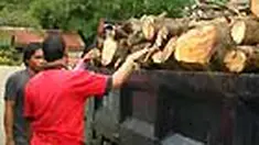 Penebang liar kerap mengatasnamakan instansi terkait untuk mempermudah aksinya. Akibatnya, keindahan dan keasrian Kota Bogor menjadi berkurang karena pohon yang ditebang merupakan hutan lindung kota. 