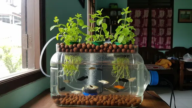Tanaman Mint dan Ikan Molly untuk Aquaponik Galon Bekas