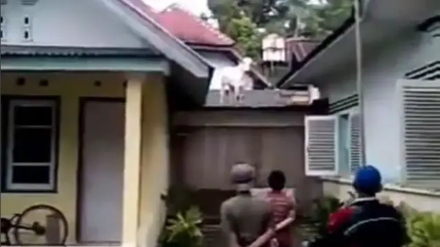 6 Potret Sapi Kabur Naik Atap Rumah Ini Bikin Bingung Warga