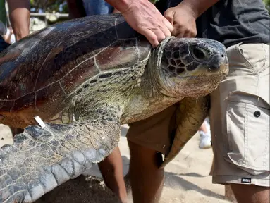 Penyu hijau saat dilepaskan kembali ke laut di Pantai Kuta dekat Denpasar, Bali (20/12/2019). Pantai Kuta menjadi tempat pelepasan penyu hijau sitaan Polda Bali. (AFP Photo/Sonny Tumbelaka)