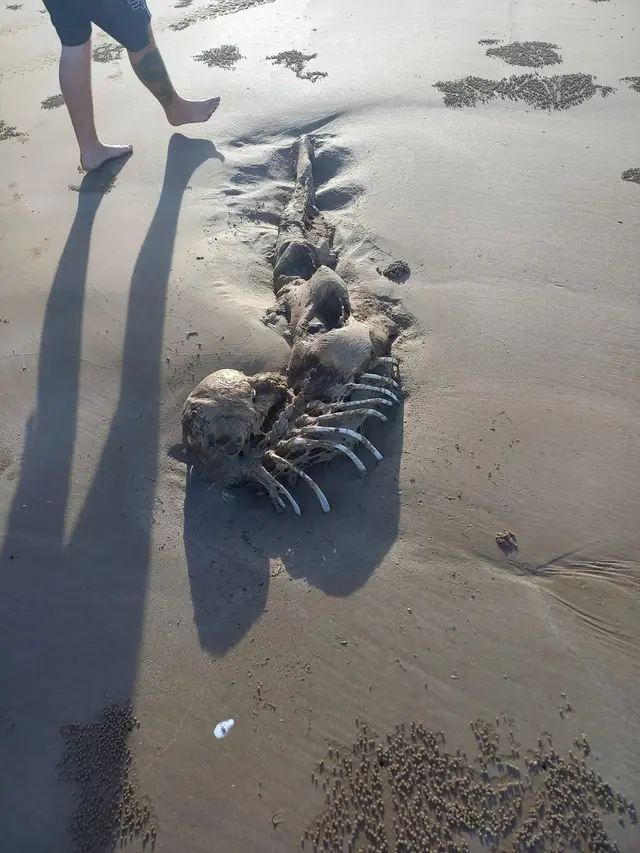 kerangka mirip mermaid di pantai Australia