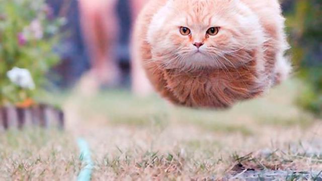 Foto kucing yang pas momennya