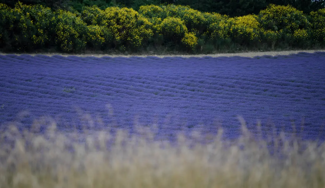 Ladang bunga lavender terlihat di kota Sault, Prancis selatan pada 8 Juli 2019. Akhir Juni hingga Agustus, adalah waktu terbaik untuk merekam warna ungu dari bunga yang tengah mekar ini. (Photo by Christophe SIMON / AFP)