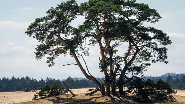 Hoge Veluwe National Park