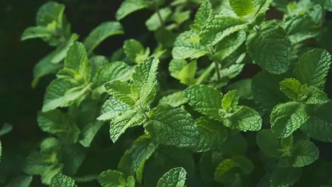 Ilustrasi Tanaman Daun Mint/Photo by Fernanda Arias on Unsplash