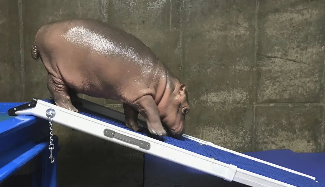 Bayi kuda nil yang bernama Fiona berjalan dikandangnya di kebun binatang  Cincinnati, Ohio, AS (23/3). Kelahiran Fiona merupakan yang pertama dari kuda nil selama 75 tahun di tempat tersebut. (Angela Hatke / Cincinnati Zoo & Botanical Garden via AP)