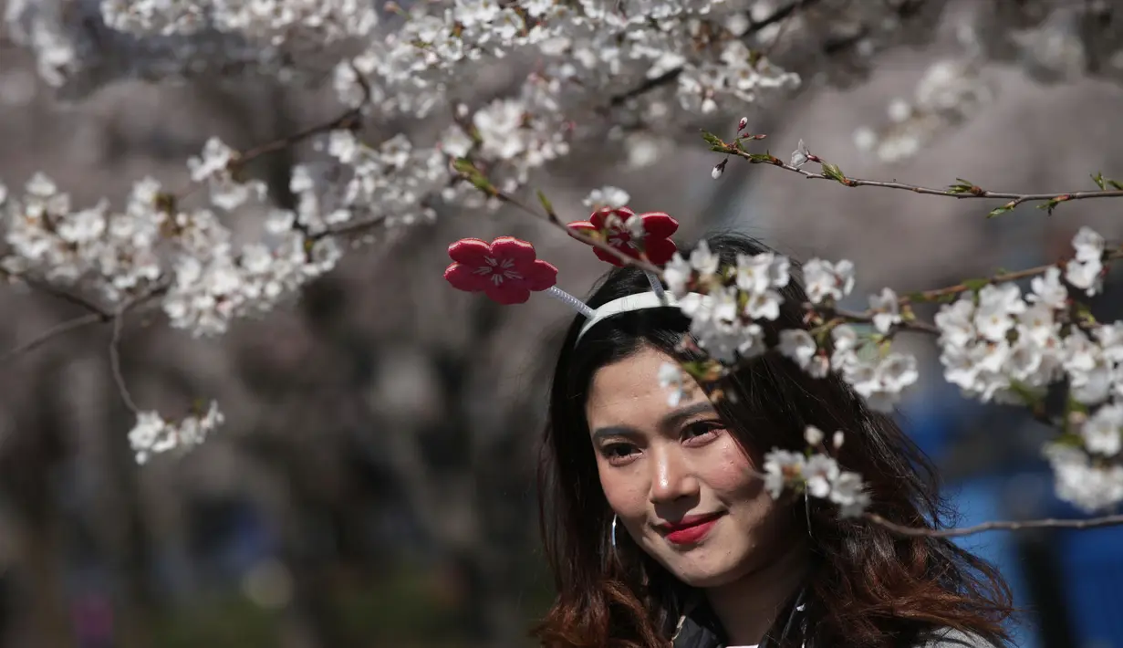Seorang pengunjung menikmati pemandangan bunga sakura yang bermekaran di sekitar Tidal Basin, Washington, DC, Senin (1/4). Bunga sakura ini merupakan pemberikan Wali Kota Tokyo pada tahun 1912 yang merupakan hadiah sebagai bentuk persahabatan kedua negara. (Photo by MANDEL NGAN / AFP)