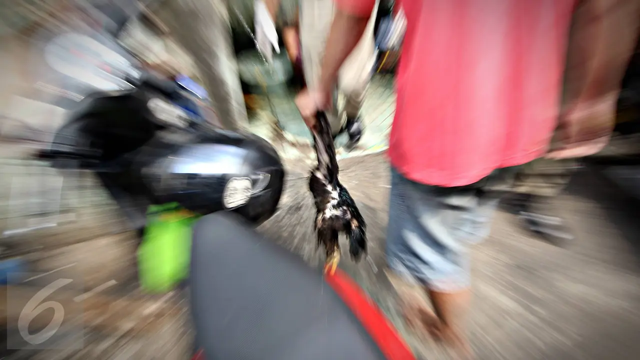 20151118-Cegah Penyebaran Penyakit, Ratusan Unggas di Bantaran Ciliwung Ditertibkan-Jakarta