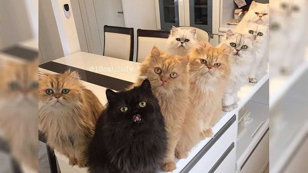 Pelihara 12 Kucing di Rumah, Wanita Ini Malah Jadi Selebgram