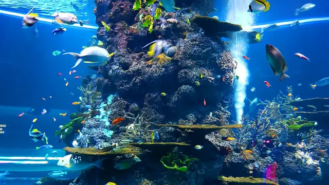 SEA Aquarium (Pexels)