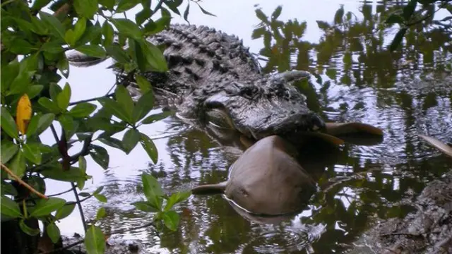 Pertarungan antara aligator dengan hiu