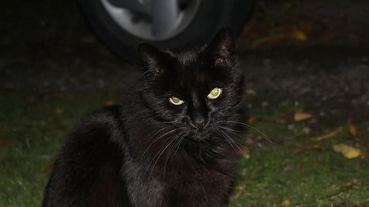 Kucing hitam (Sumber: Wikimedia Commons)