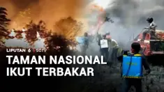 Saat ekspo taman nasional digelar untuk memperkenalkan kekayaan alam Indonesia. Taman Nasional Way Kambas di Lampung terbakar. Kebakaran hutan darurat ditangani. Tidak hanya di Kalimantan, Sumatra, bahkan Papua.
