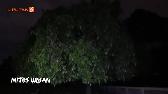 Pohon keramat, yang diyakini warga dihuni oleh sosok tinggi besar tanpa kepala di pemakaman Menteng Pulo kerap mengganggu pengendara motor yang melintasi terowongan Kasablanka.