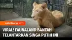Pascaviralnya video yang menggambarkan seekor singa putih yang ada di wahana satwa Faunaland, Ancol, Jakarta Utara, terlihat lemas. Pihak pengelola wahana langsung membantah bahwa satwa tersebut tidak terurus. Mereka menyatakan singa cacat dari lahir...