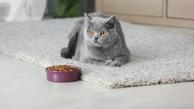 4 Perawatan Harian untuk Kucing Kesayangan, Biar Si Kecil Berbulu Tetap Cantik Menawan