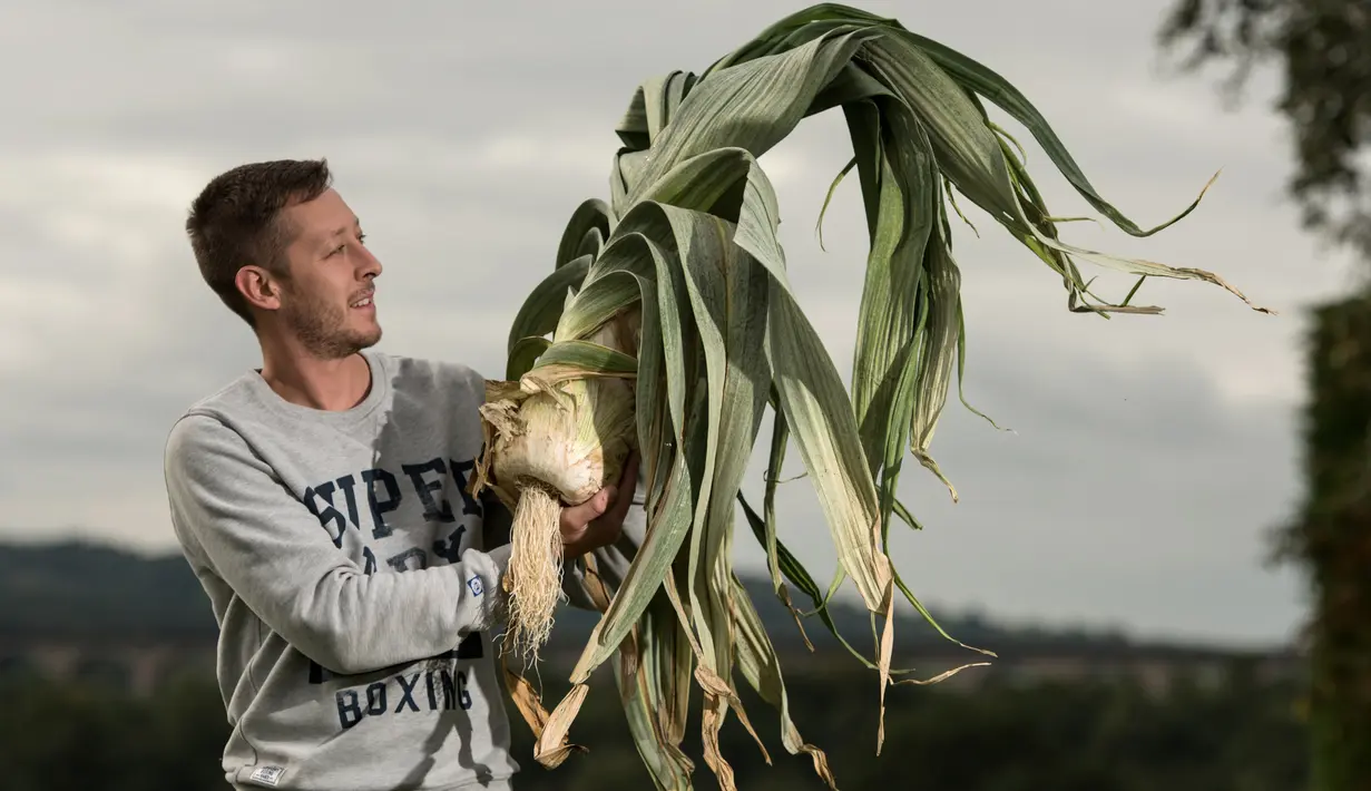 Mark Shepherd berpose dengan daun bawang 6,6 kg yang memenangkan kompetisi pada hari pertama Harrogate Autumn Flower Show di Harrogate, Inggris, 14 September 2018. Berbagai macam hasil kebun berukuran raksasa meramaikan acara ini. (AFP/OLI SCARFF)