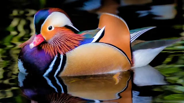 Mandarin Duck, Bebek Tercantik di Dunia (adubon)