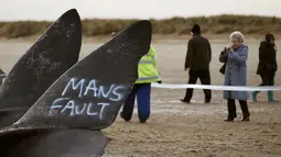 Wisatawan mengambil gambar dua bangkai paus sperma yang tergeletak di atas pasir setelah terdampar di pantai Skegness, Inggris, Senin (25/1). Menurut media setempat, tiga paus sperma ditemukan mati terdampar pada akhir pekan lalu. (REUTERS / Andrew Yates)