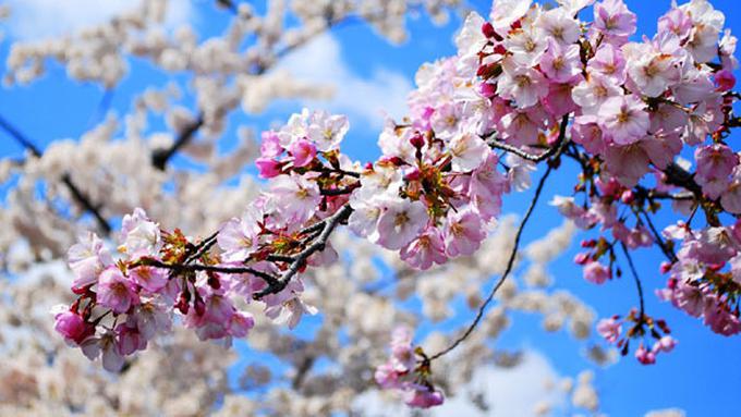  Gambar  Pohon  Bunga Sakura  Jepang Gambar  Bunga HD