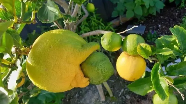 Jeruk lemon