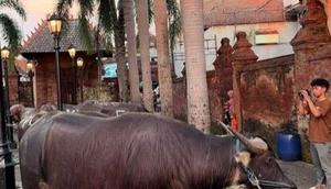 Sejumlah kerbau siap disembelih sebagai hewan qurban di Menara Kudus. (Liputan6.com/ Arief Pramono)