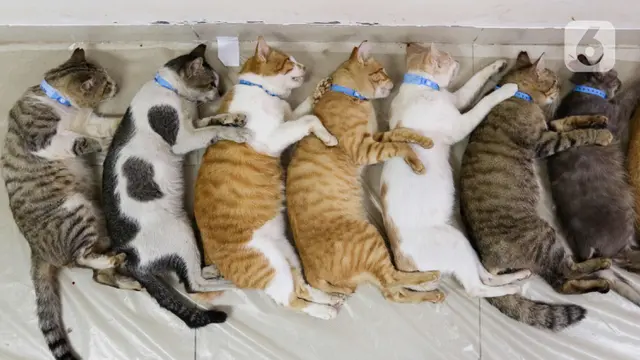 Melihat Sterilisasi Ratusan Kucing di Jakarta