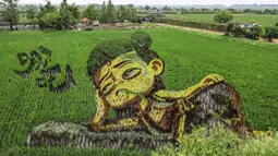 Foto udara menunjukkan gambar dari film animasi "Ne Zha" yang dibuat dengan menggunakan varietas padi yang berbeda terlihat di sebuah sawah di Shenyang, provinsi Liaoning, China, 24 Juni 2020. Saat ini pembuatan karya lukis di sawah sudah menjadi tradisi para petani di daerah tersebut. (STR/AFP)