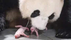 Foto selebaran ini diambil pada 7 Juli 2023 dan disediakan pada 12 Juli oleh Everland menunjukkan ibu panda raksasa Ai Bao dan panda kembar betina yang baru lahir di Everland Amusement and Animal Park di Yongin.