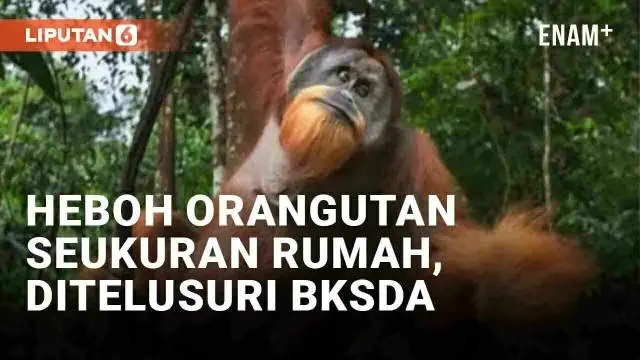 VIDEO: Heboh Orangutan Seukuran Rumah Sambangi Pemukiman di Kaltim, Ditelusuri BKSDA