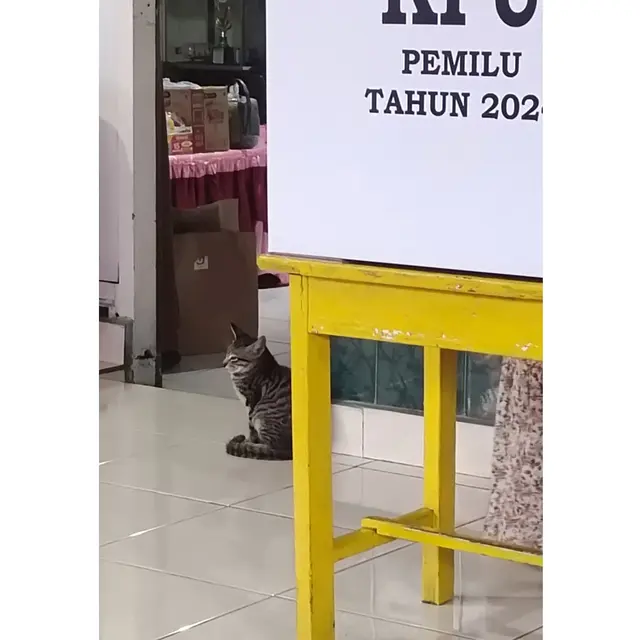 6 Potret Aksi Lucu Kucing di TPS Ini Bikin Pemilih Gemas, Bak Jadi Petugas KPPS