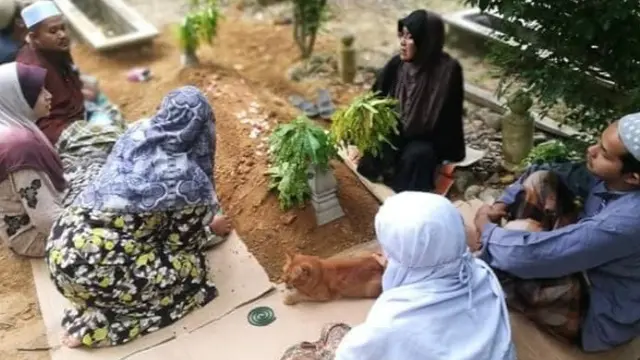 kucing kunjungi makam tuannya setiap hari