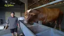 Irfan Hakim memberi makan Wariso yang aka dijadikan sapi kurban untuk tahun ini. Menurutnya, berat wariso lebih dari 1  ton. "Seharian jadi anak kandang lumayan  guys," kata Irfan  Hakim. [Youtube/deHakims channel]