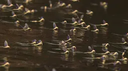 Sejumlah lalat capung ekor panjang berpasangan saat kawin massal di atas permukaan Sungai Tisza dekat Tiszainoka, Hungaria, Kamis (18/6). Fenomena ini hanya terjadi setiap tahun sekali di Sungai Tisza di Hungaria. (REUTERS/Bernadett Szabo)