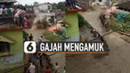 Fenomena ini dinamakan Must atau kondisi yang unik bagi banteng gajah.
