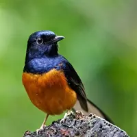 Burung murai telah dinobatkan sebagai salah satu jenis burung kicau termahal di Indonesia.