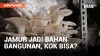 Para petani di Namibia menebang banyak pohon akasia yang invasif untuk membuka padang rumput bagi ternak mereka. Kini sebuah perusahaan memanfaatkan substrat pohon-pohon yang ditebang itu beserta jamur miselium untuk membuat batu bata yang sangat kua...