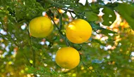 Mengenal Jeruk Yuzu, Buah Citrus Jepang dengan Rasa Asam yang Khas