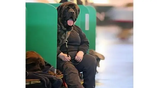 6 Potret Ilusi Optik Orang Berkepala Anjing Ini Bikin Mikir