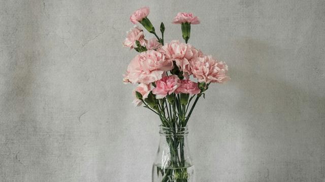 Carnation