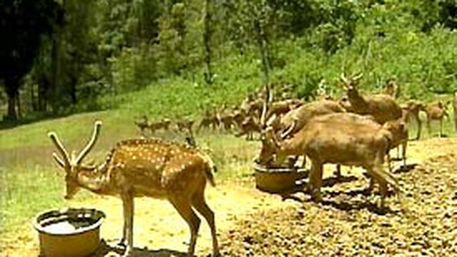 850+ Gambar Hewan Rusa Bawean Terbaik