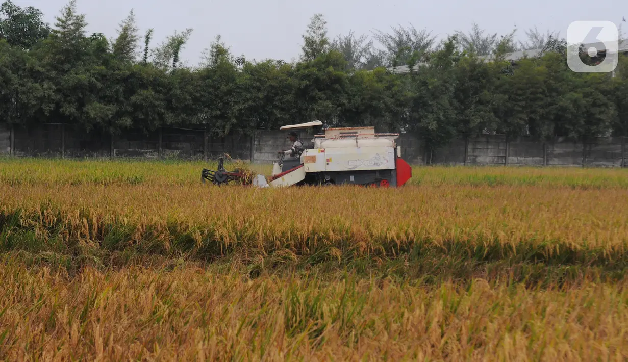 Petani memanen  padi menggunakan mesin potong padi modern di Persawahan Desa Sekar Wangi, Bekasi, Jawa Barat, Kamis (25/5/2023).(merdeka.com/imam buhori)